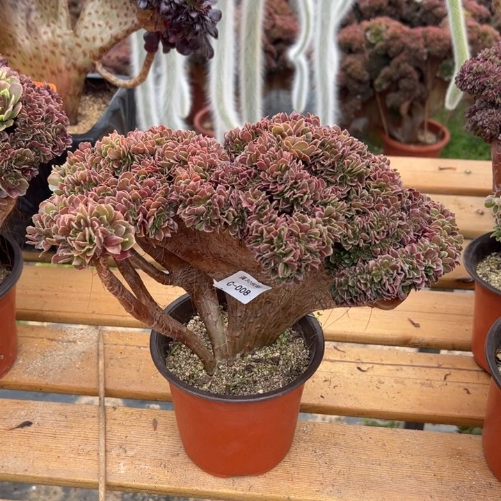 008 玫瑰缀宽度30 公分