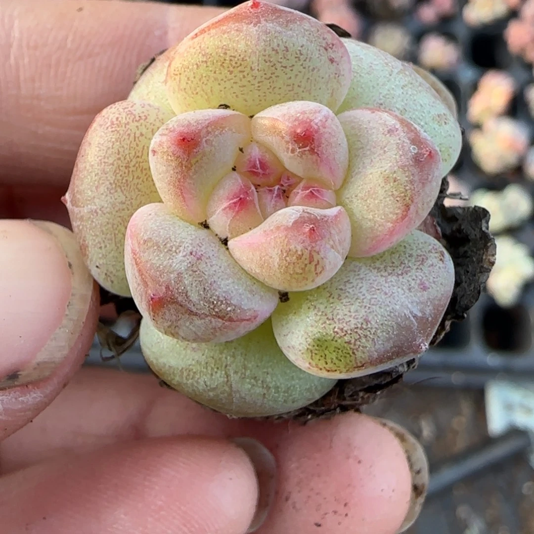 小卡拉米糖心一物一拍