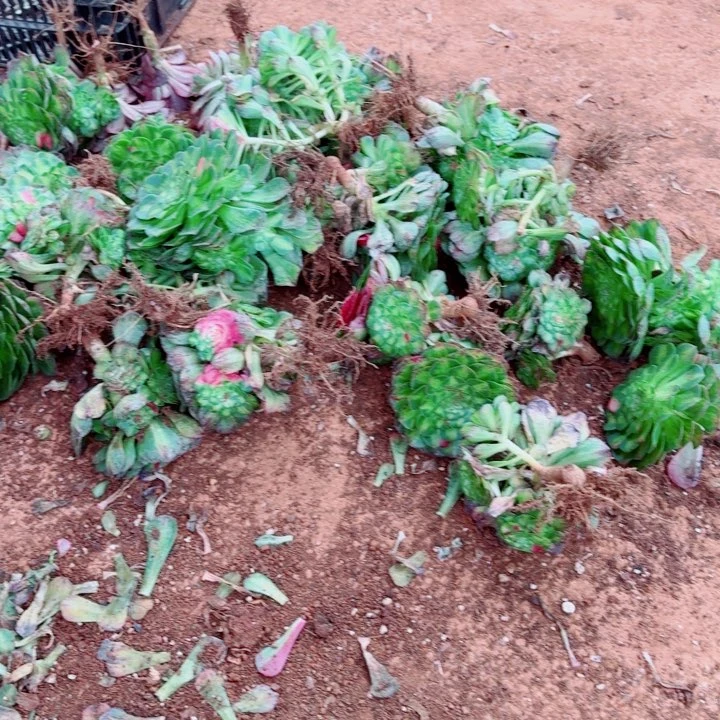 知否带跟的9.9的