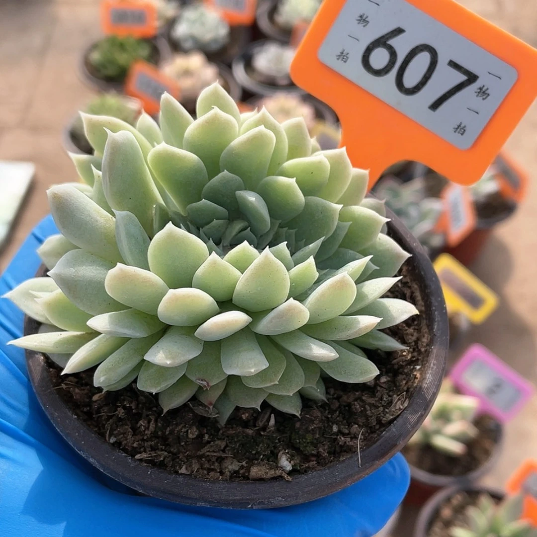 【闪购商品】607号