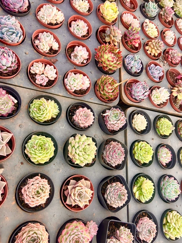 小精品多肉清棚处理 随机装带盆土