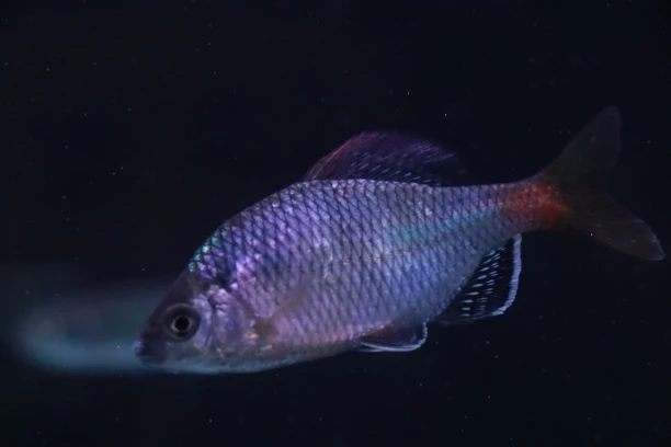 越南鱊原生鳑鲏冷水鳑鲏发色混养大个体