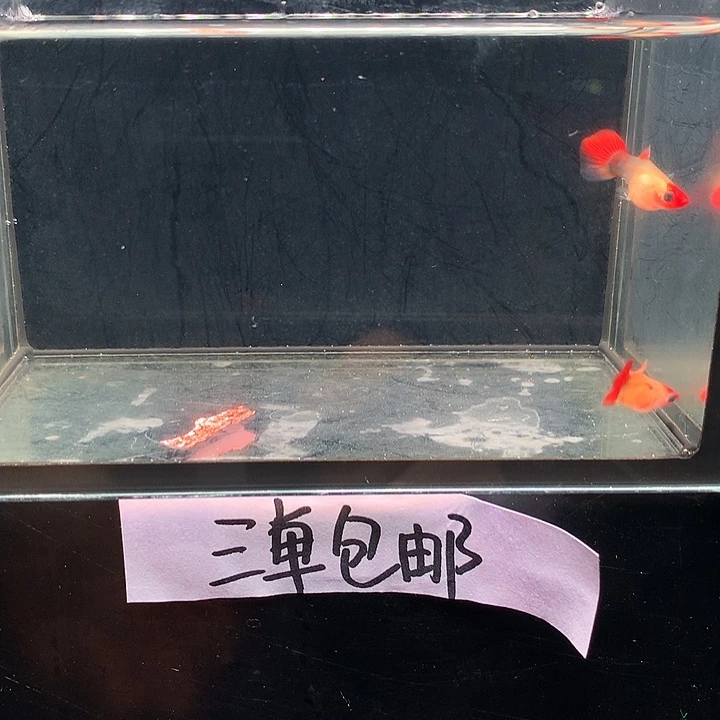 孔雀鱼深海兰玻璃猫一对