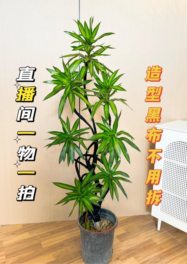 【福利款】吸甲醛网红轻奢金心百合竹客厅办公室净化空气大型植物