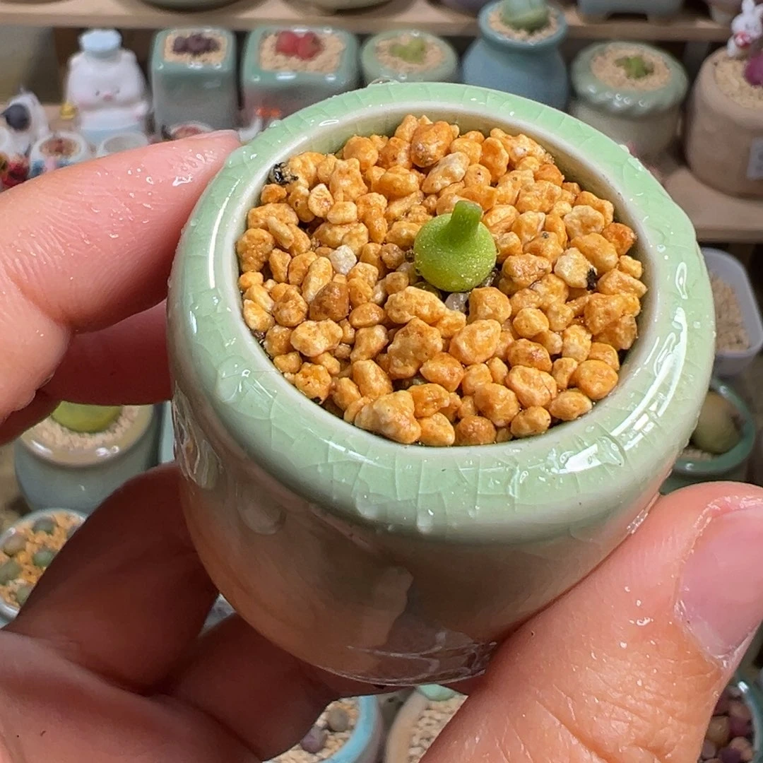 多肉植物75号小葫芦