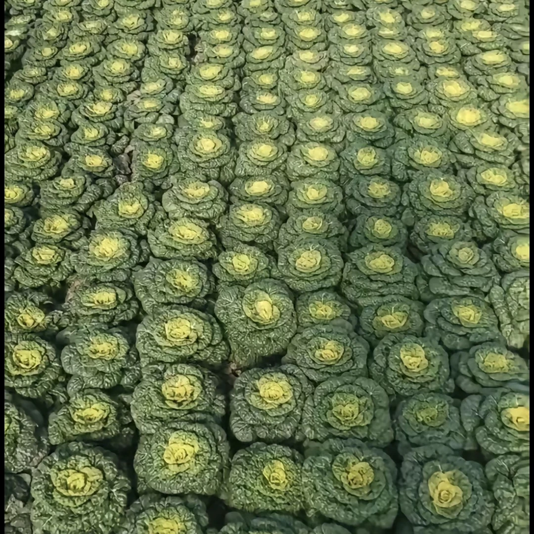 大圩新鲜采摘黄心菜