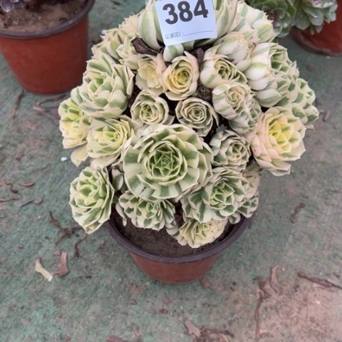 384迈巴赫多肉植物