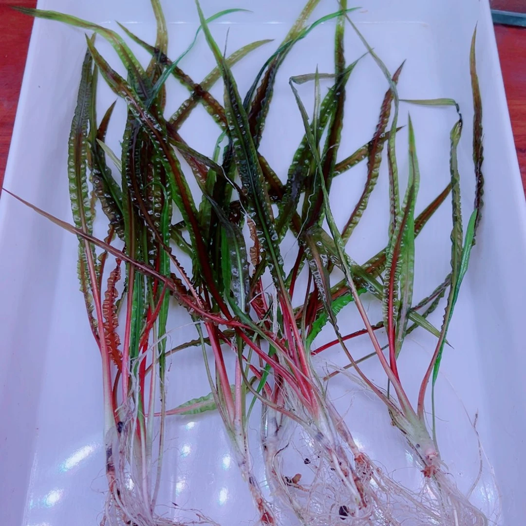 喷泉椒草7颗一份标准水下养殖