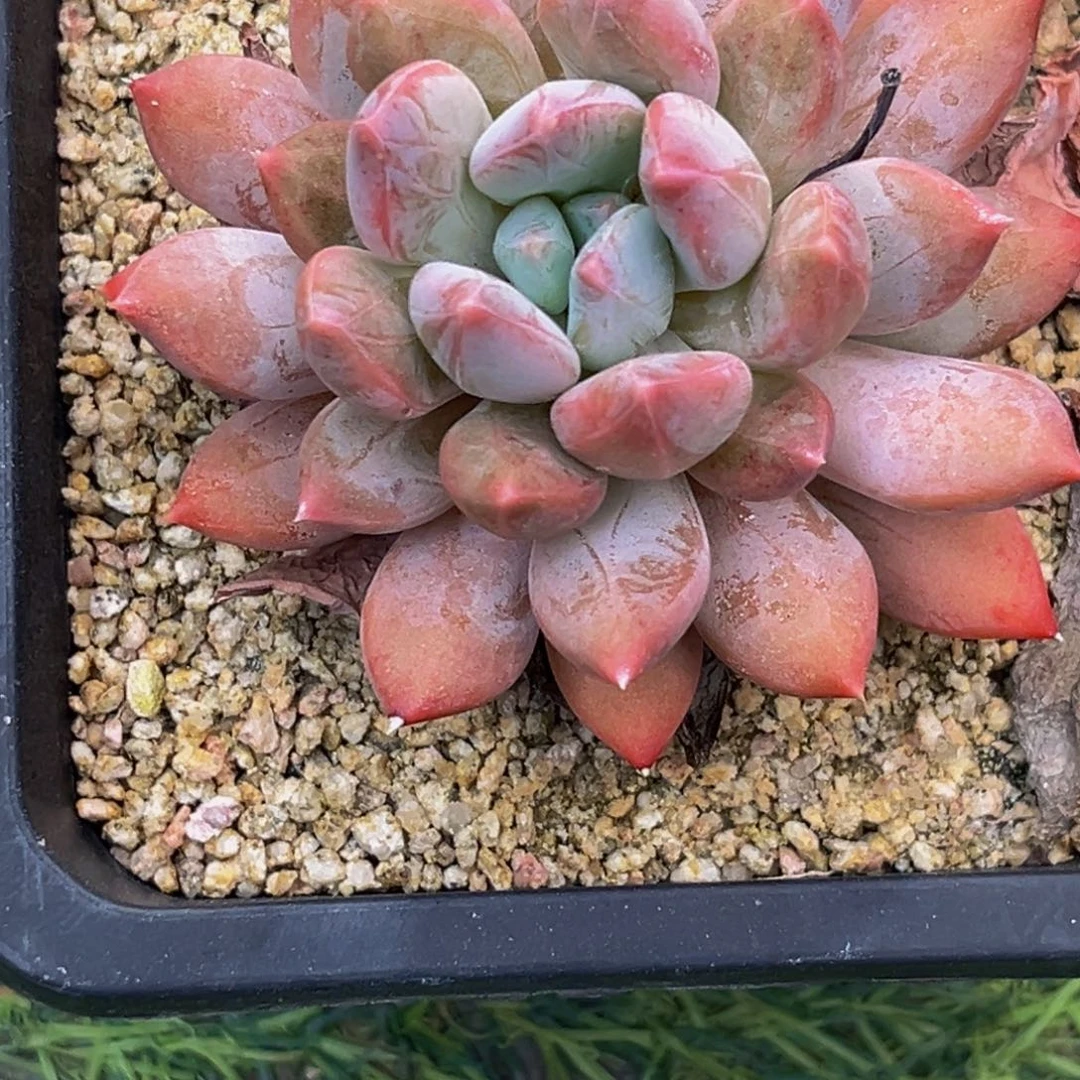 2608下午多肉植物群生