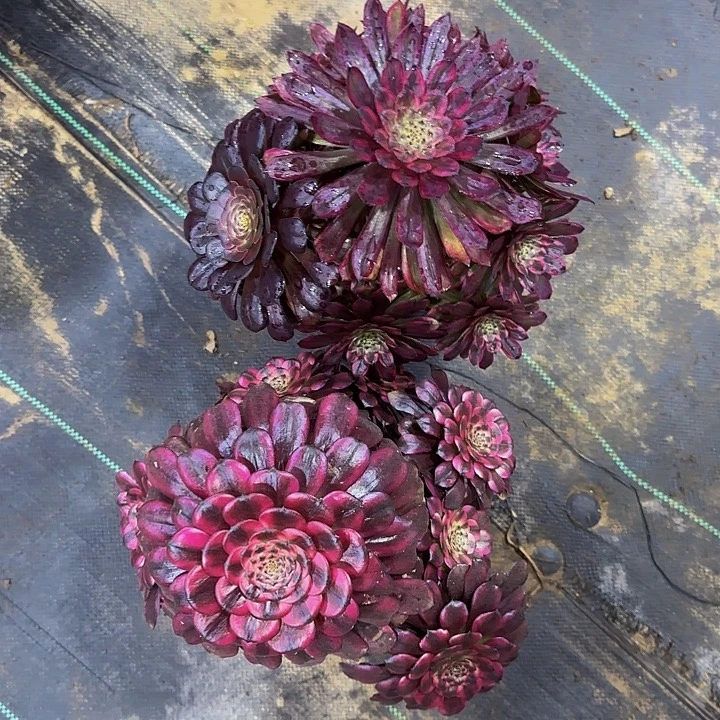 豆***园229.228紫霞加美姬多肉法师