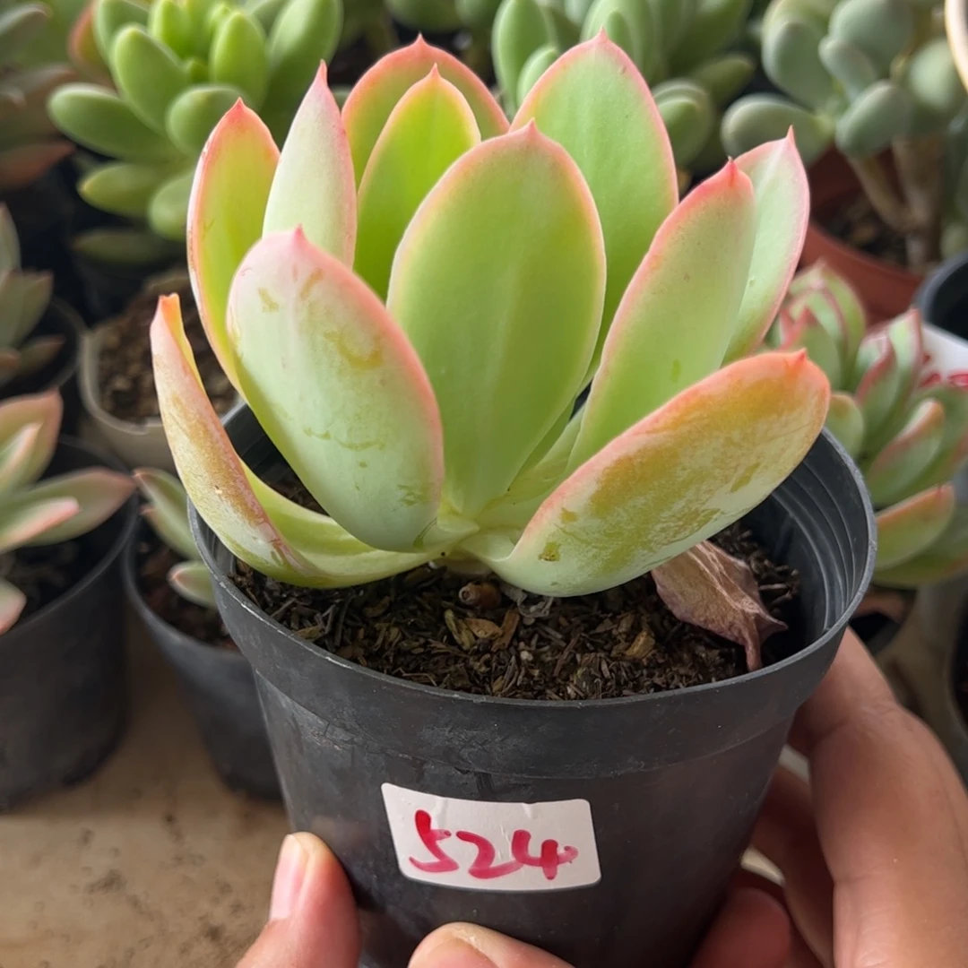 【闪购商品】雨花石。524。11111111