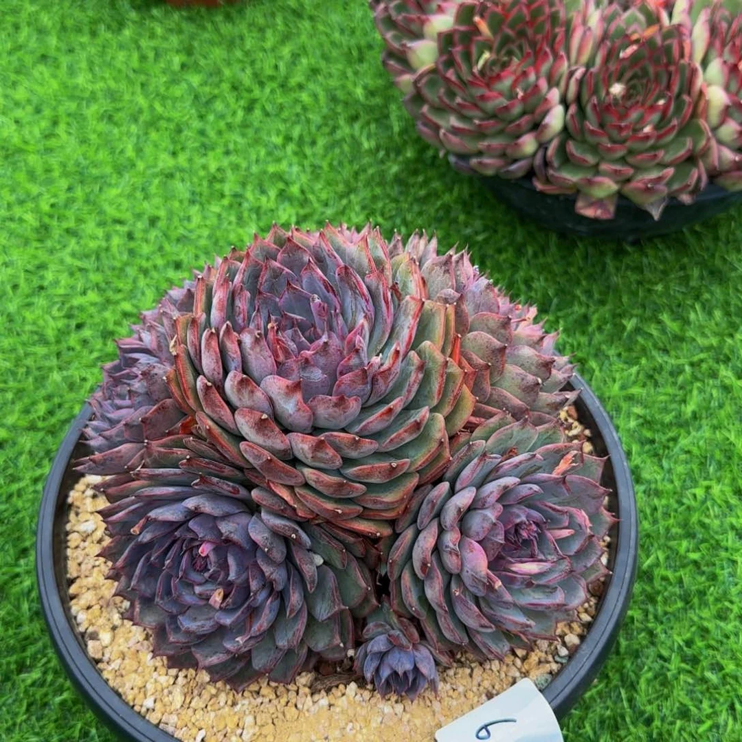 蓝色妖姬多肉00002