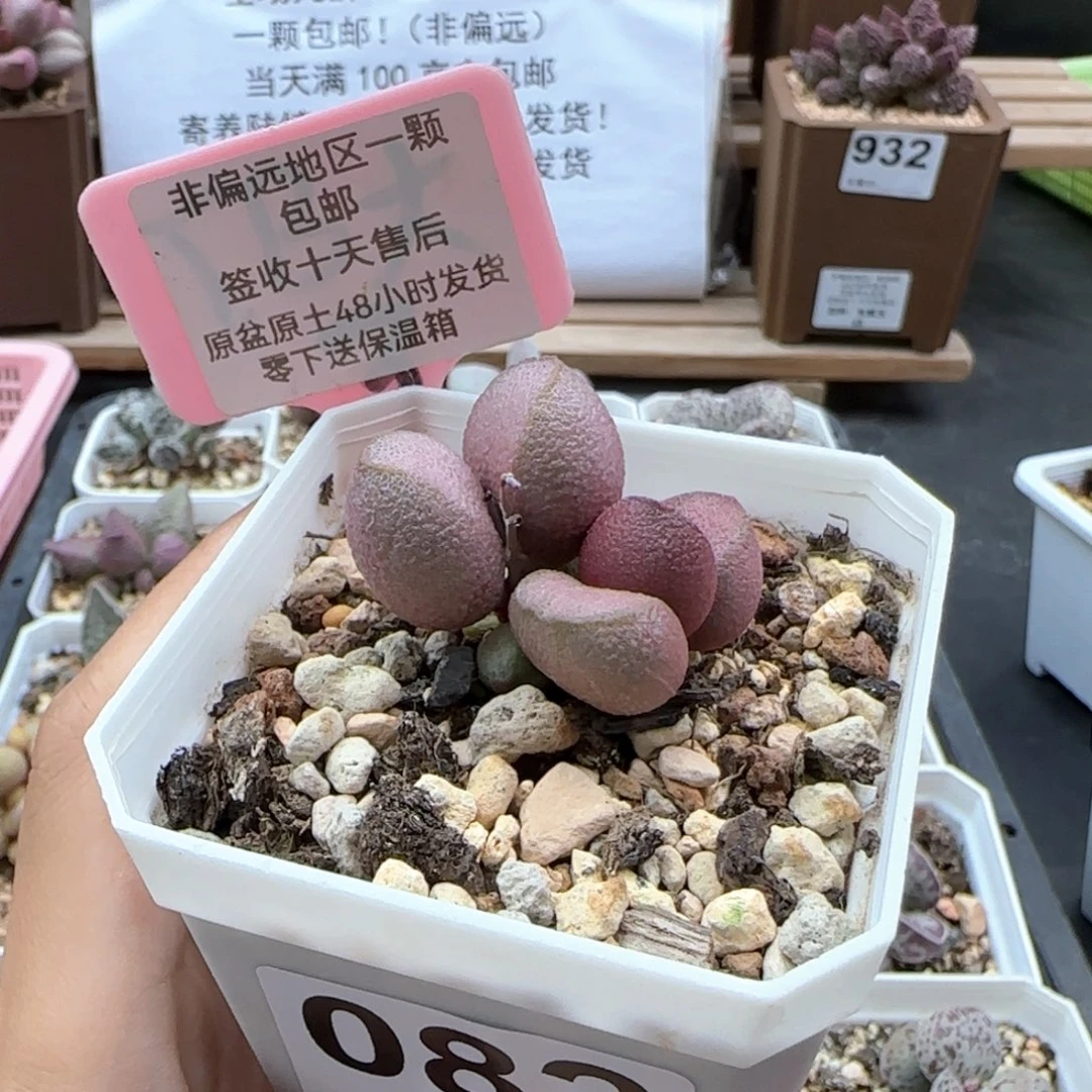 082粉红哈密瓜多肉