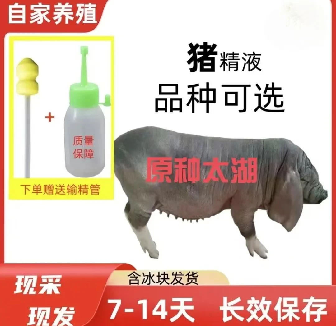 太湖公猪猪精包邮包对版生态养殖原种优质猪精