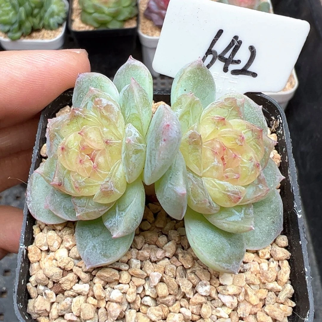 人***花642号风花雪月系列若梦