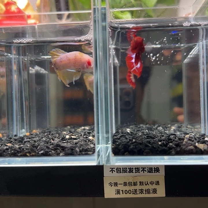 斗鱼竞拍跑单拉黑21日107+131