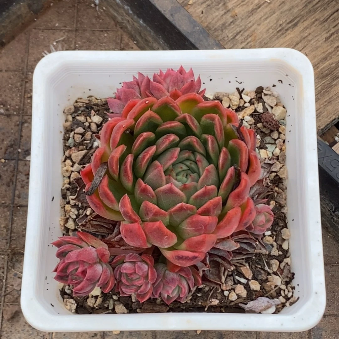 东云杂交老桩自然群一物一拍