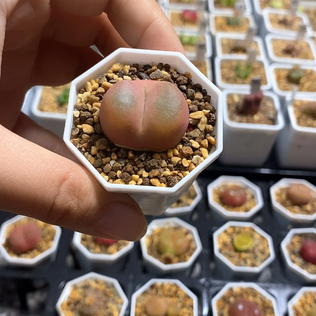 一物一拍毛汗尼母本