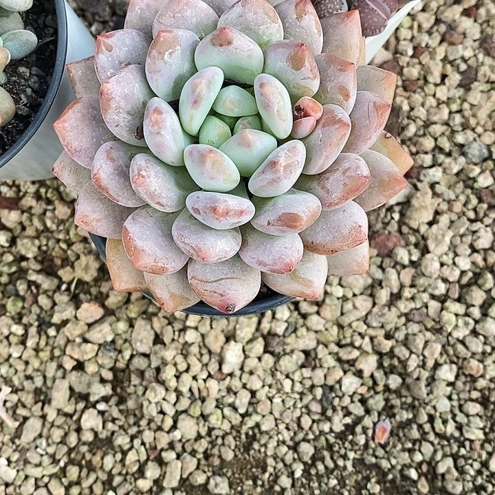 樱****o半夏4578999999@k k