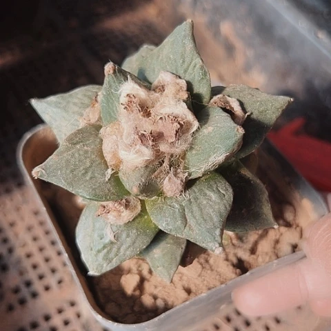 242处理嫁接仙人球