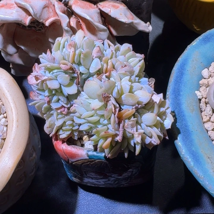 白茶 缀化 一物一拍