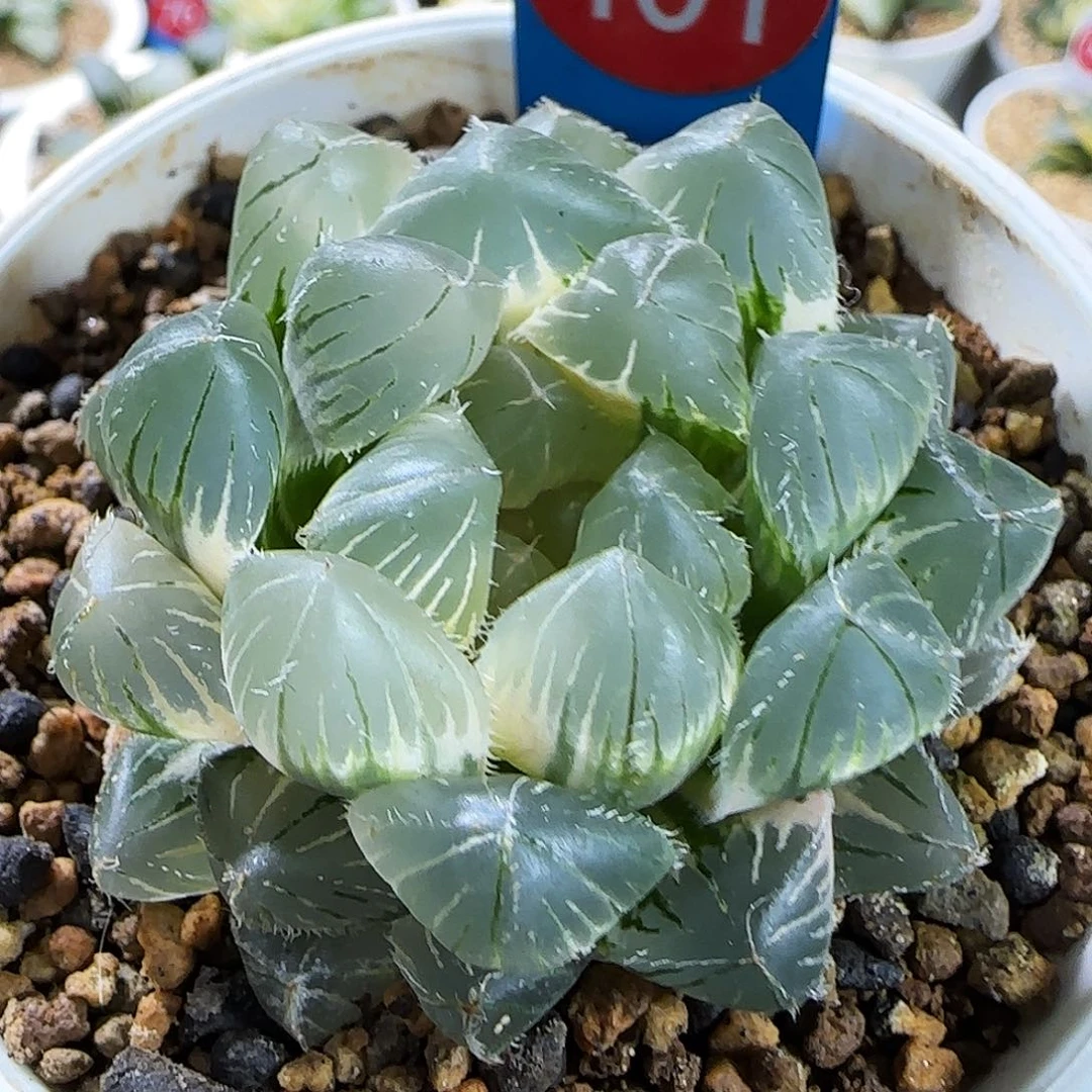 101号蓝镜玉露锦一物一拍带盆土