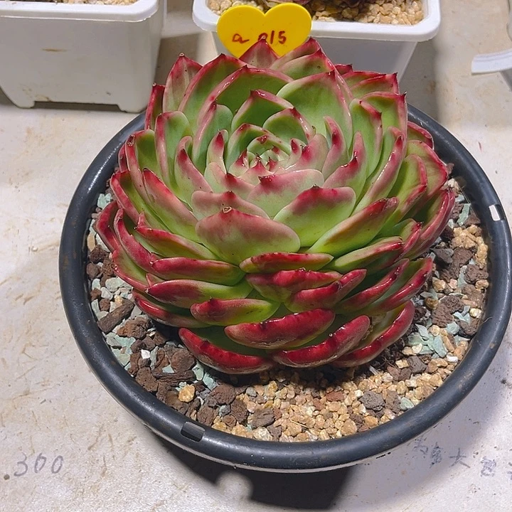 刘*德惊鸿仙子多肉植物15