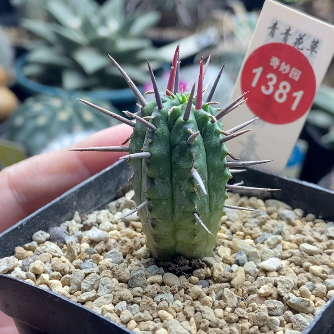 实生猛刺大戟一颗仙人球