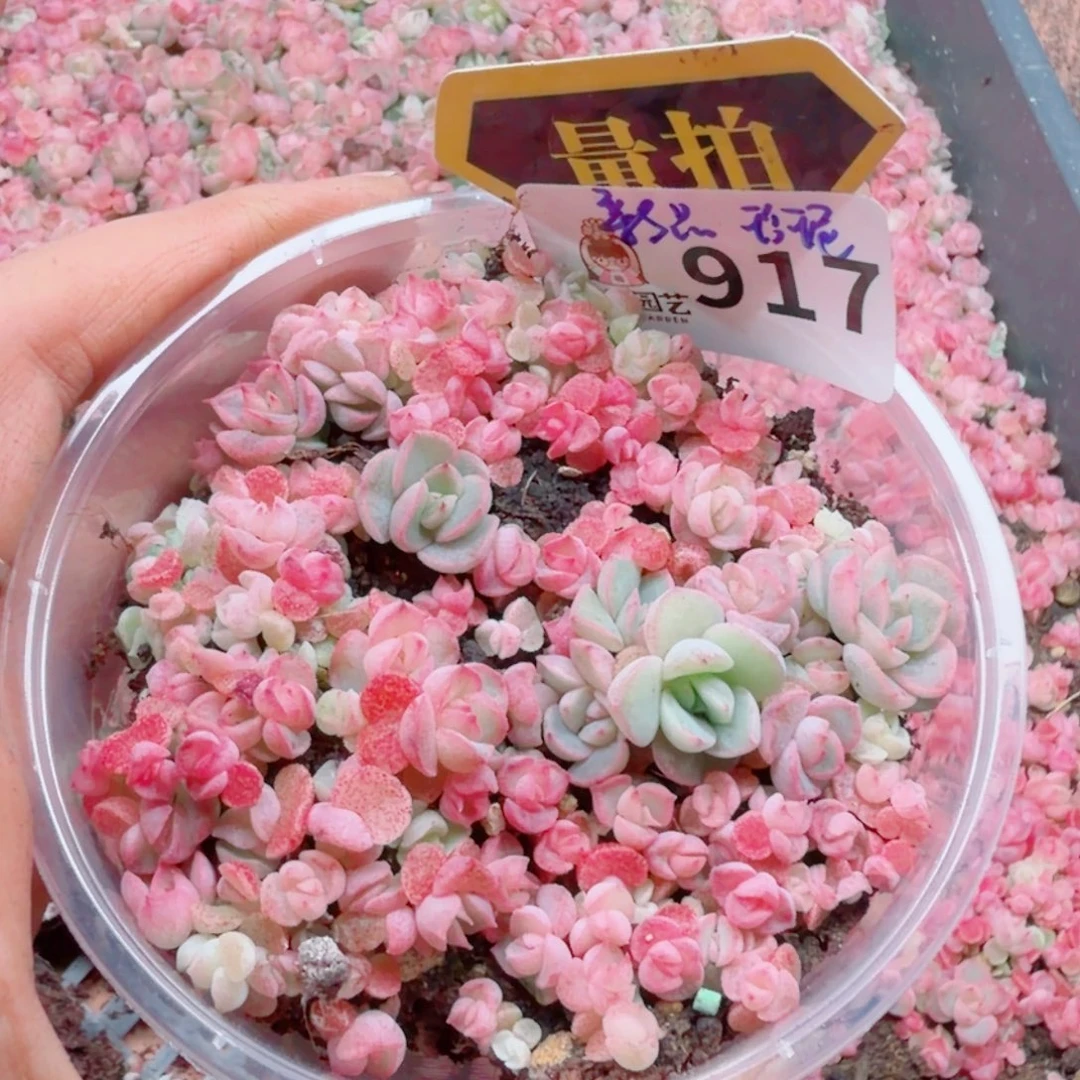 多肉植物多肉植物