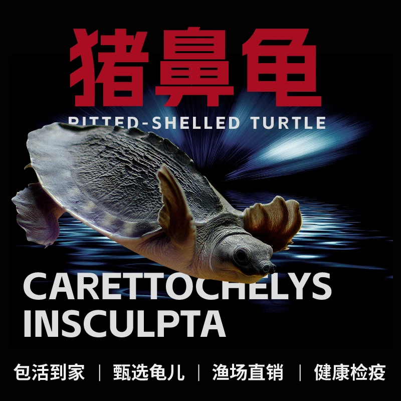 猪鼻龟活体深水龟幼龟沉底猪鼻龟活龟热带观赏龟吃垃圾清理鱼缸龟