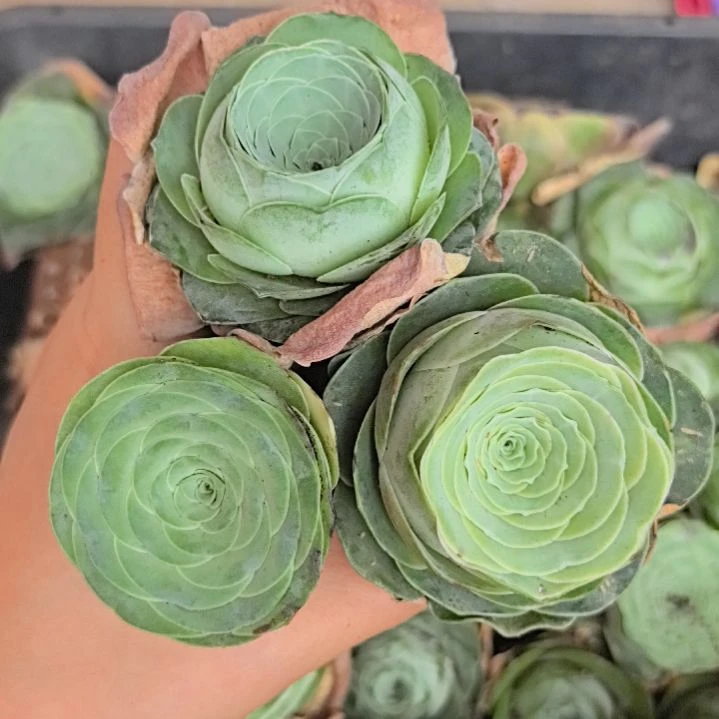 山地玫瑰组合直径4一组3颗