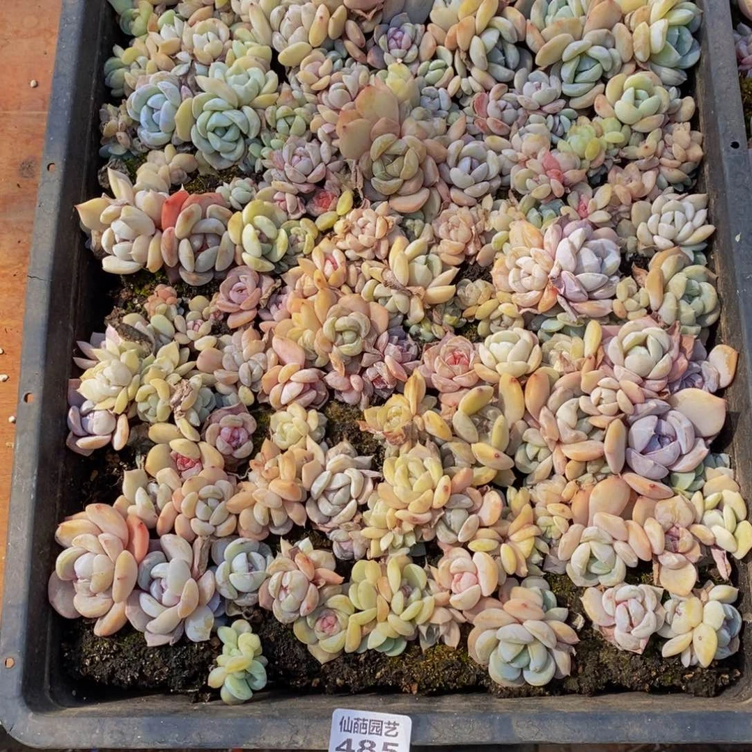 h****h499多肉植物保护研究所