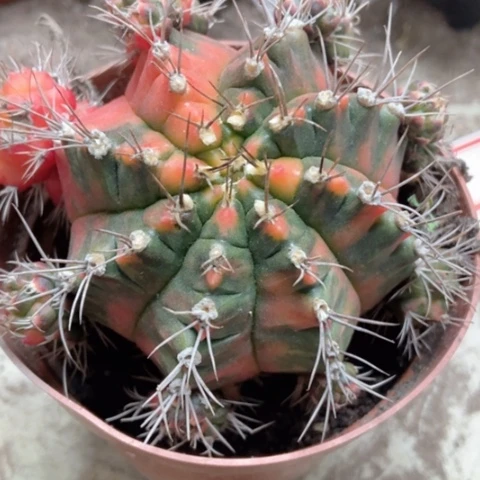 光辉仙人球12米仙人球