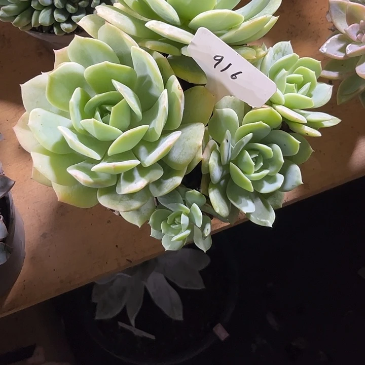 8***300000000000000000916