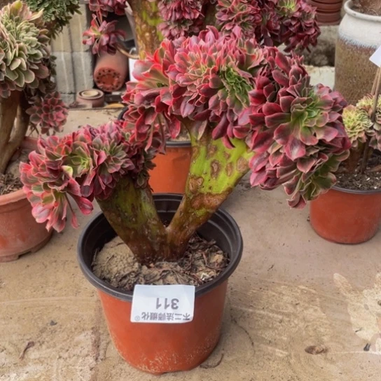 311，美杜莎缀包邮