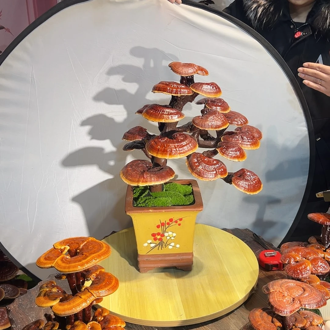 无花朵888888888888888