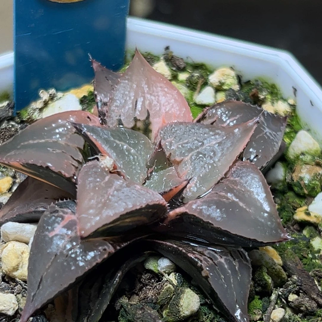 恭喜发财大吉大利0075