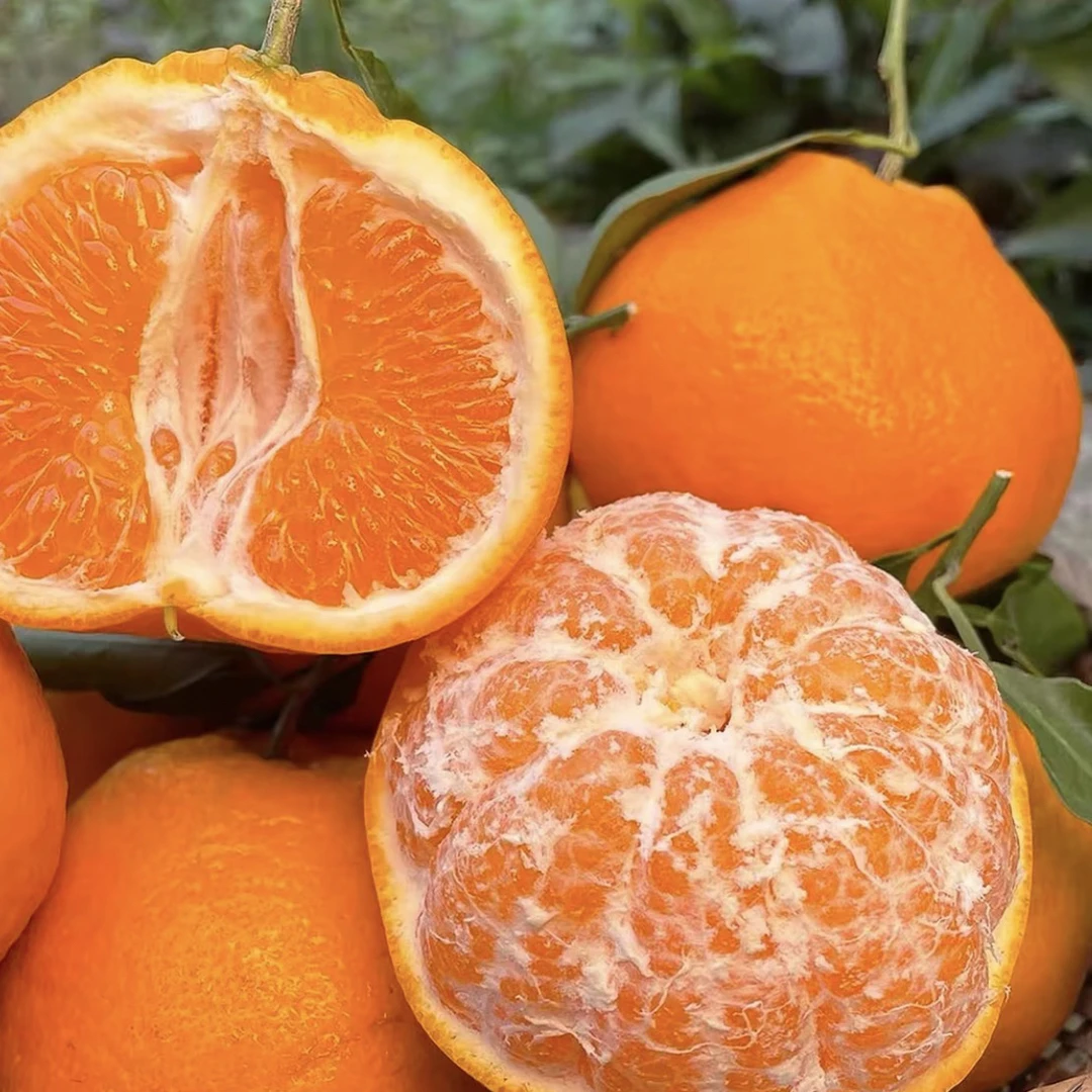 两斤装正宗四川甜女孩粑粑柑四川省