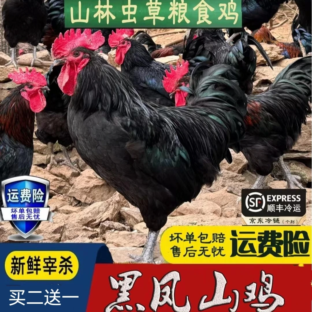 【3只黑脚跑山大公鸡】买2送1山林放养毛重13-15斤净重9-10斤带内脏