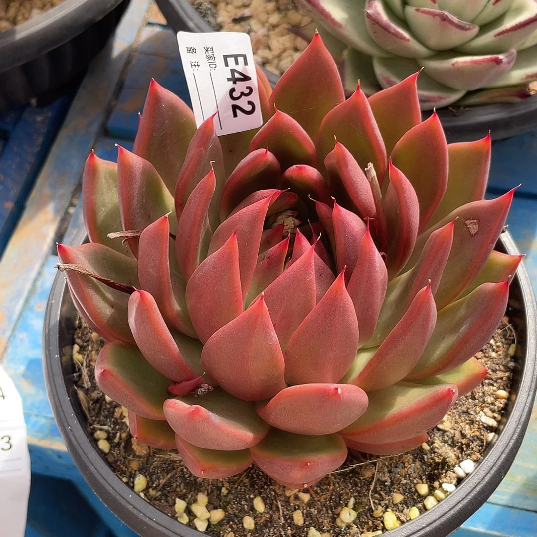 若如东云单拍E432