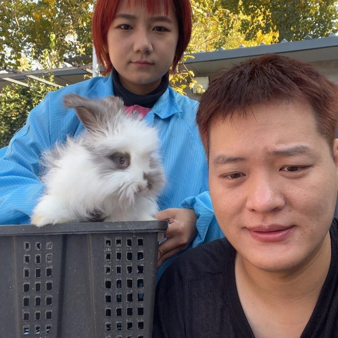 双血统英系安拉兔子