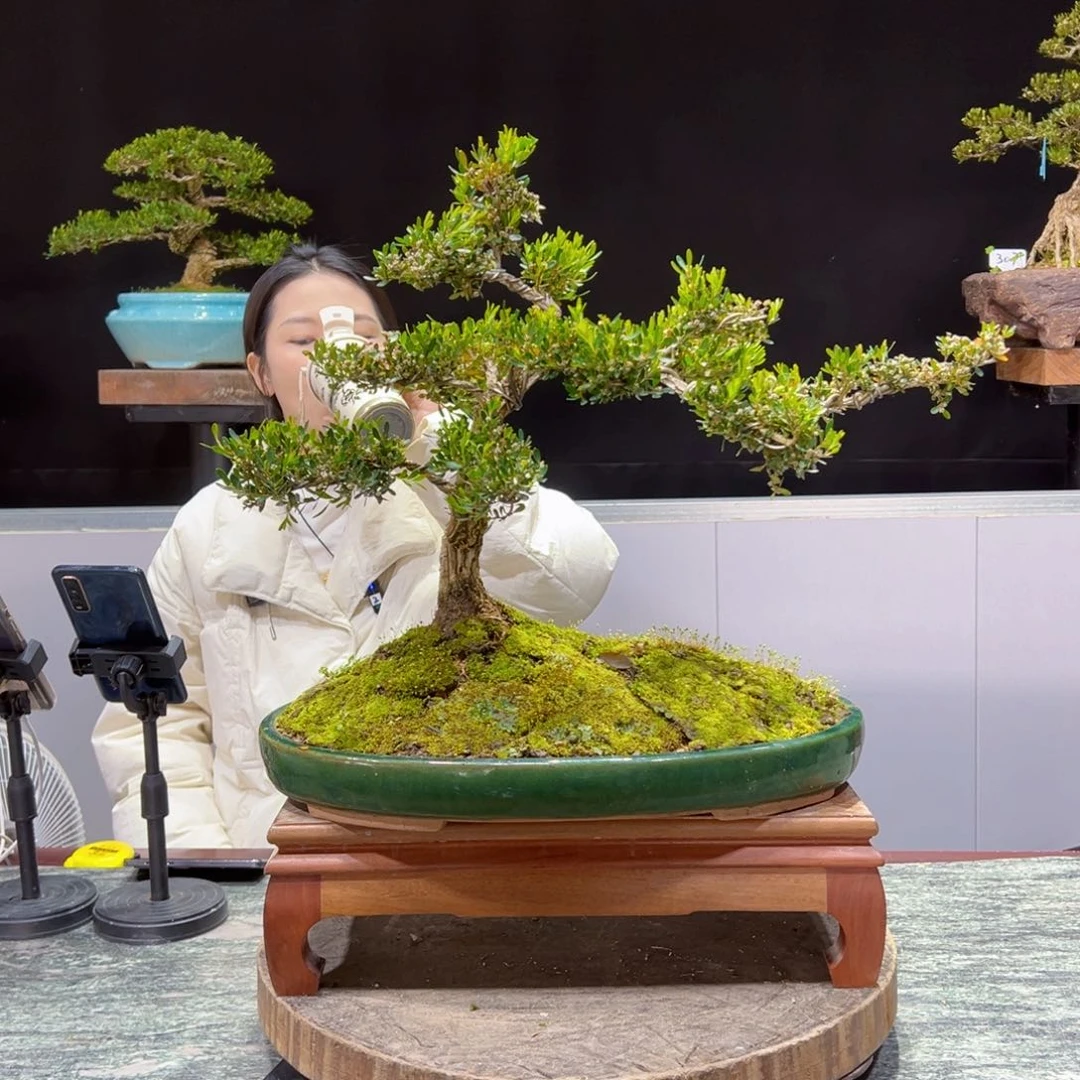 四季常青老桩黄杨盆景