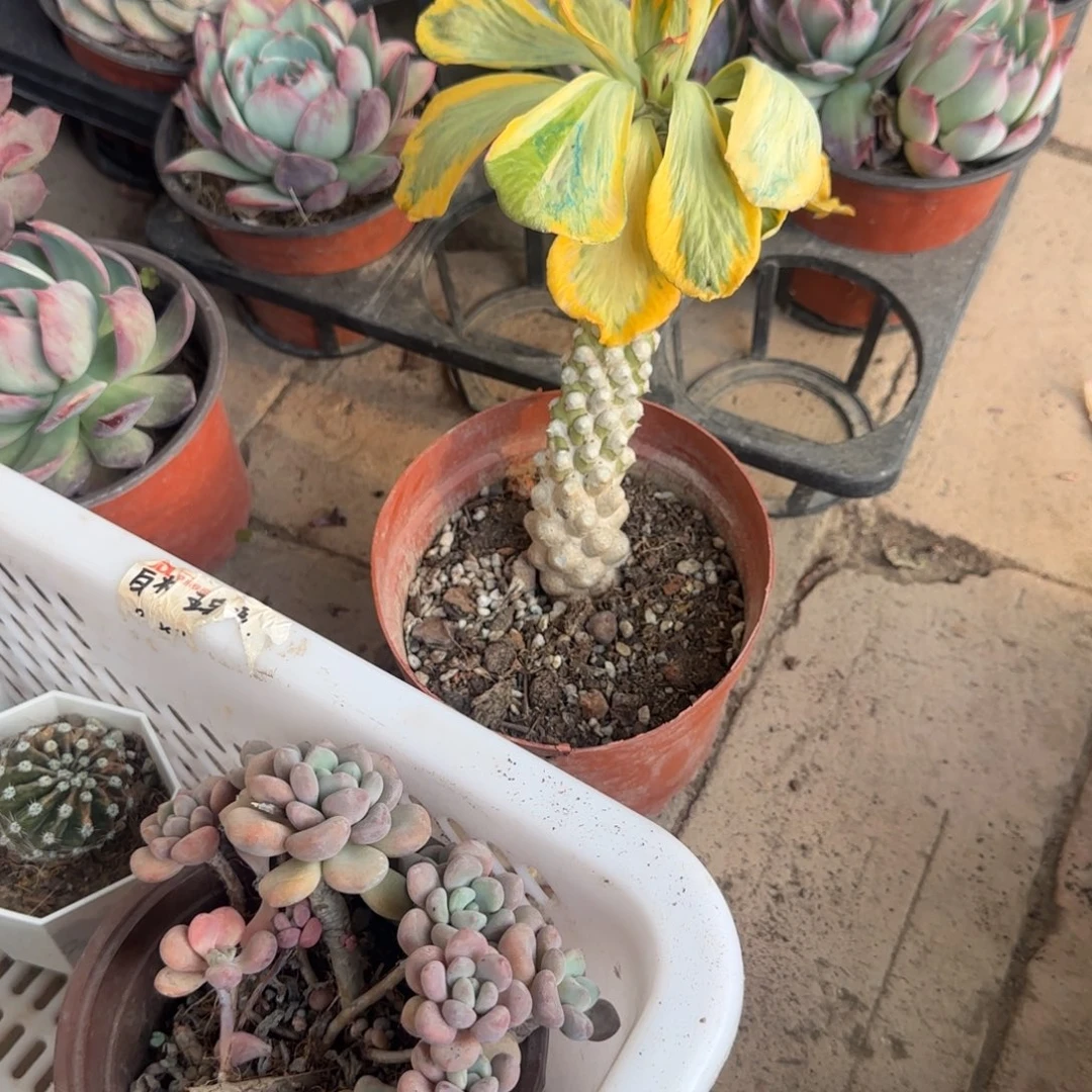 就***那无花朵扇贝麒麟单头