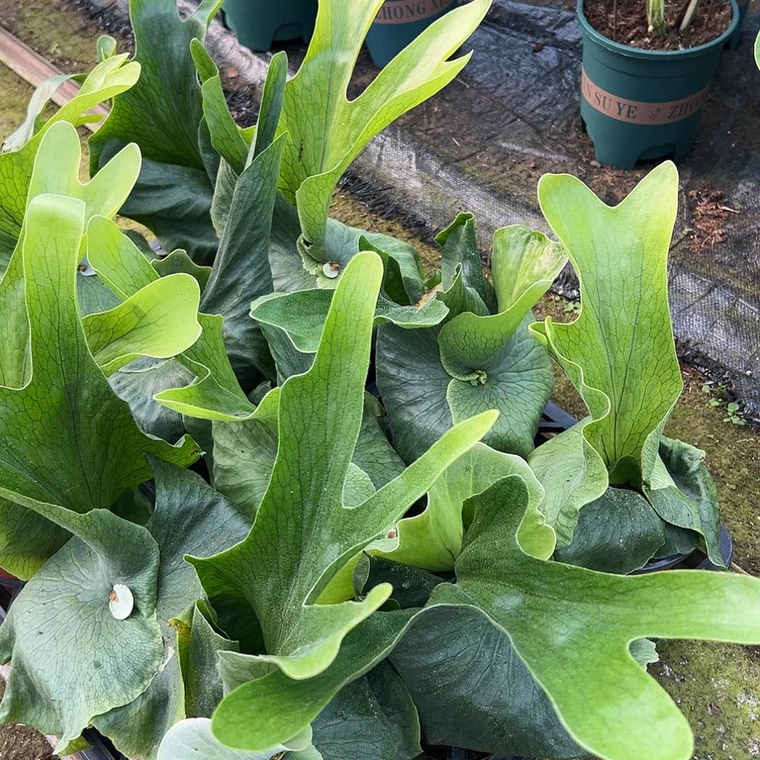 完全开放大女王鹿角随机发货不售后随机