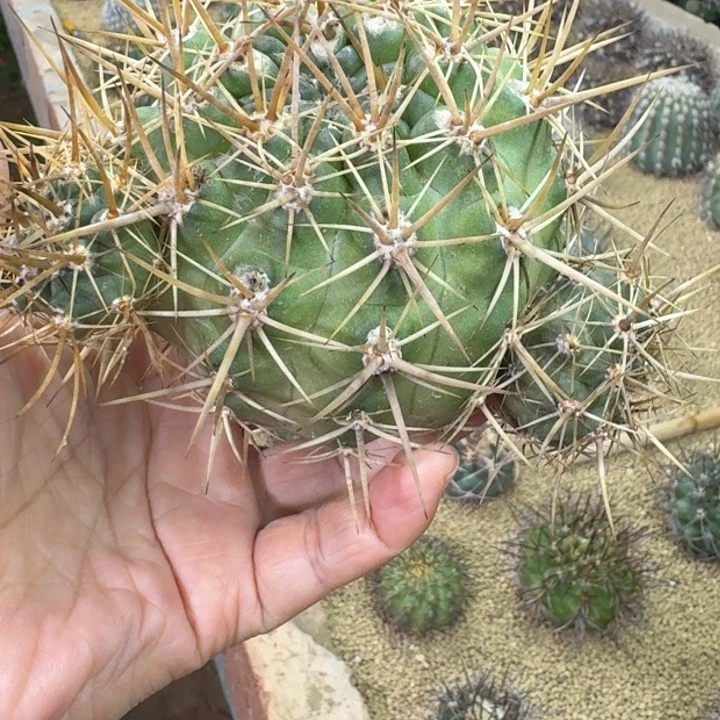 仙人球，极光，带崽儿
