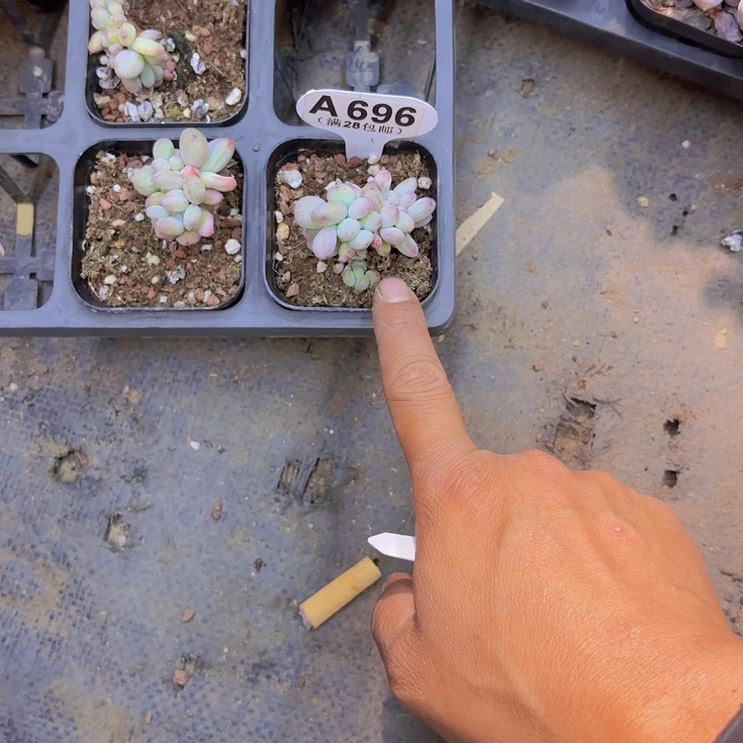A696苹果奶缀一物一拍