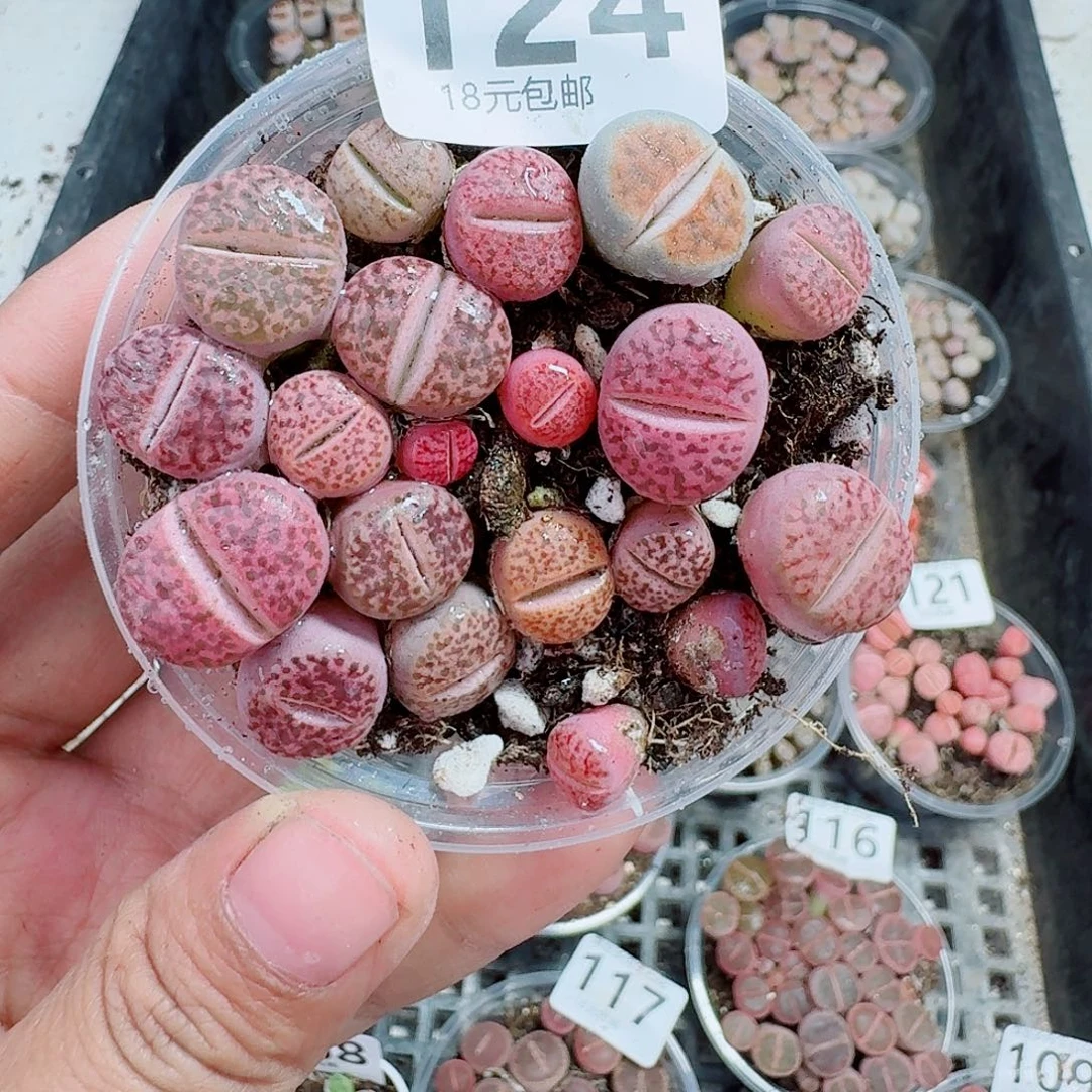 124多肉植物多肉植物