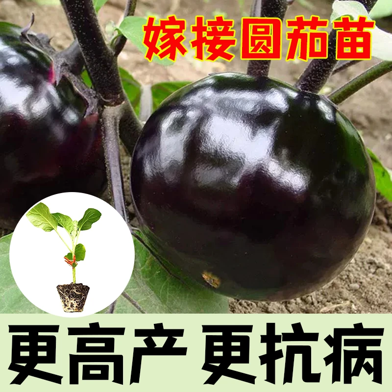 寿光嫁接圆茄苗超越长线茄苗顺直高产圆茄子苗大龙长茄苗春季蔬菜