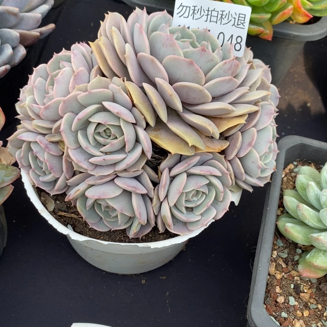 两单包邮1117-48不知名