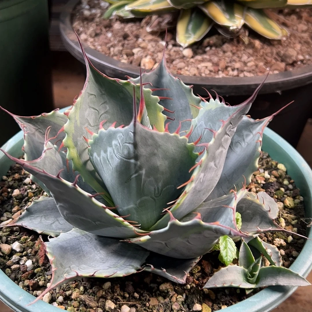 无花朵多肉植物赖光锦龙舌兰